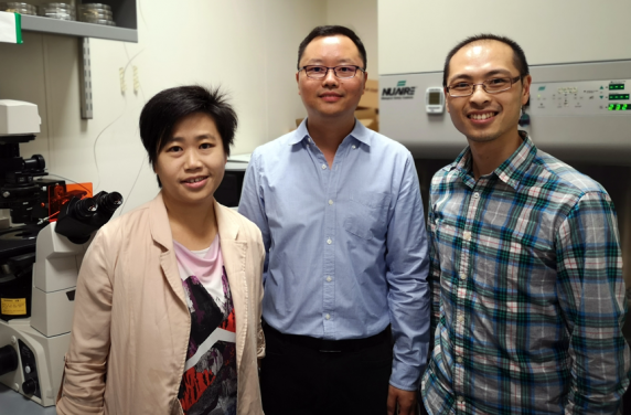 Dr Xiang David Li (middle) with his collaborators Dr Karen Wing Yee Yuen (left) and Dr Jason Wing Hon Wong (right).